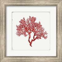 Framed Red Coral II