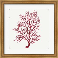 Framed Red Coral III
