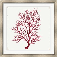 Framed Red Coral III