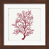 Framed 'Red Coral III' border=