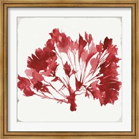 Framed Red Coral IV