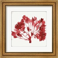 Framed Red Coral IV