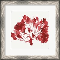 Framed Red Coral IV