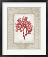 Framed Red Coral II Border