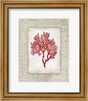 Framed Red Coral II Border