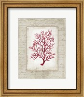 Framed Red Coral III Border