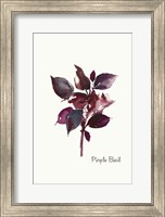 Framed Purple Basil