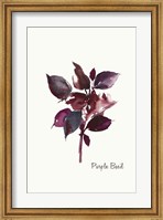 Framed Purple Basil