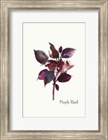 Framed Purple Basil