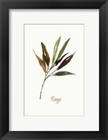 Framed Wild Sage