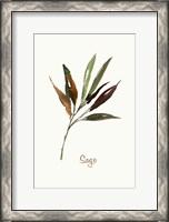 Framed Wild Sage