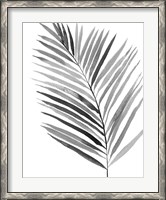 Framed BW Palm IV