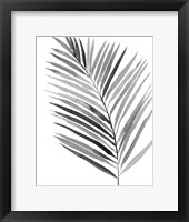 Framed BW Palm IV