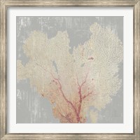 Framed Blush Coral I