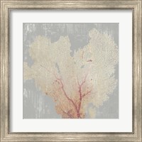 Framed Blush Coral I