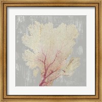 Framed Blush Coral II