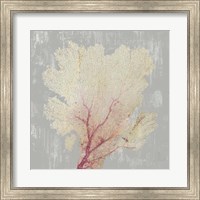 Framed Blush Coral II