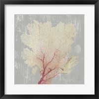 Blush Coral II Framed Print