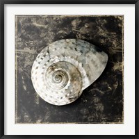 Framed Marble Shell Series II
