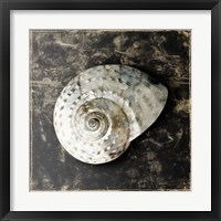 Framed 'Marble Shell Series II' border=