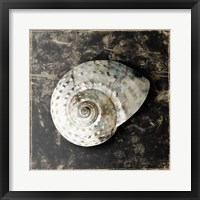 Framed Marble Shell Series II