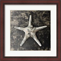 Framed Marble Shell Series III