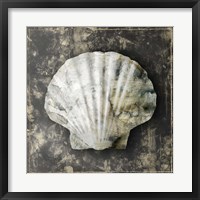 Framed Marble Shell Series IV