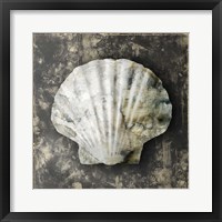 Marble Shell Series IV Framed Print