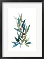 Framed Olive Branch I