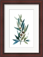 Framed Olive Branch I