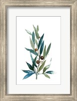 Framed Olive Branch I
