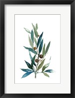 Olive Branch I Framed Print