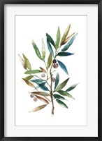 Framed Olive Branch II