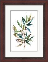 Framed Olive Branch II