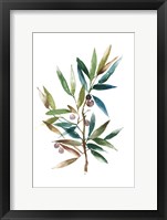 Framed Olive Branch II