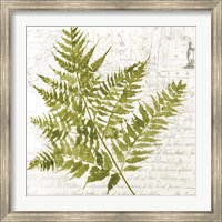 Framed Fern I