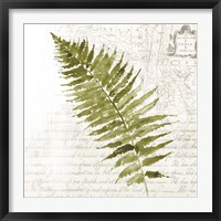 Framed 'Fern II' border=