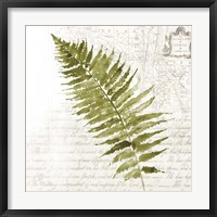 Framed Fern II