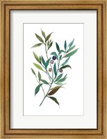 Framed Olive I