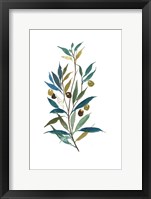 Olive II Framed Print