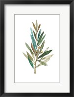 Olive III Framed Print