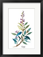 Sage II Framed Print