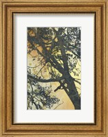 Framed Bubbly Branches