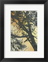 Framed Bubbly Branches