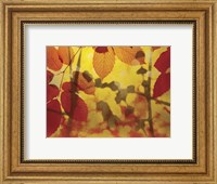 Framed Golden Foliage