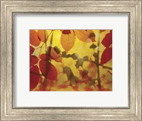 Framed Golden Foliage