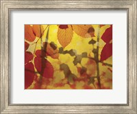 Framed Golden Foliage