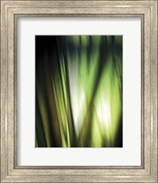 Framed Organic I