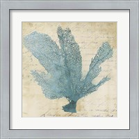 Framed Blue Coral I