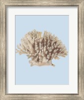 Framed Coral I